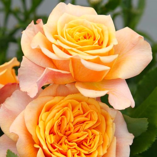 E-commerce, vendita, rose, in, vaso rose grandiflora - floribunda - giallo - rosa - Rosa La Villa Cotta ® - rosa dal profumo discreto - W. Kordes’ Söhne® - ,-